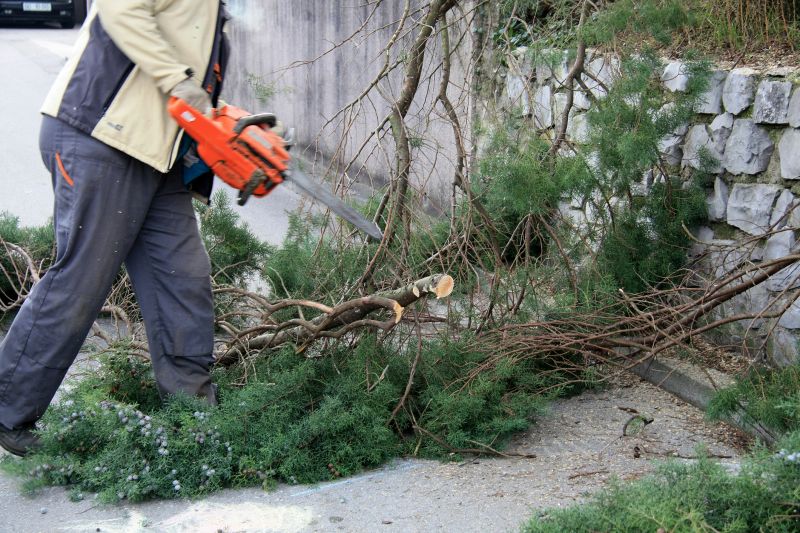 Cypress Tree Removal