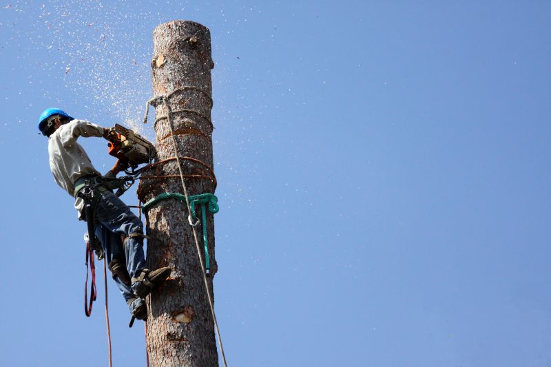 Top Rated Tree Removal Products