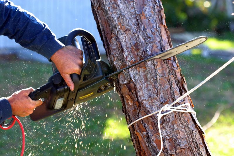 Small Tree Removal