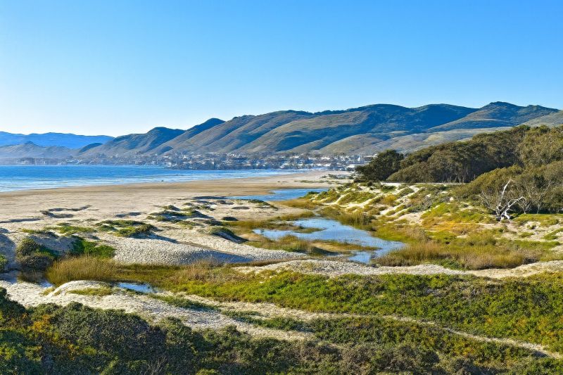 Tree Removal Service in Pismo Beach, CA