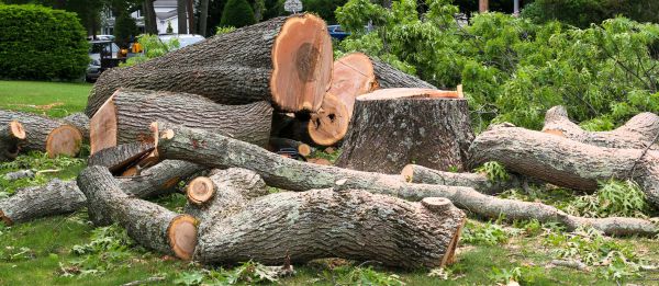 Large Tree Removal in Santa Maria
