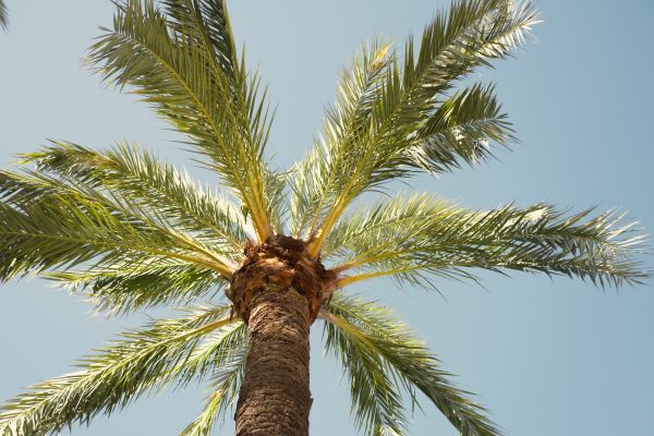 Palm Tree Removal in Santa Maria