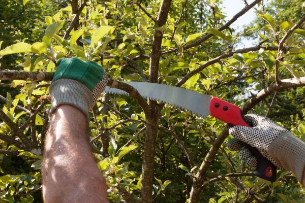 Small Tree Removal in Santa Maria