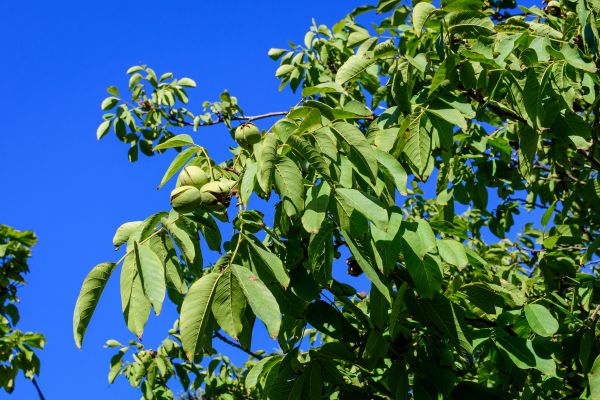 Walnut Tree Removal in Santa Maria