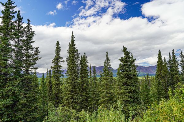 Cost of Spruce Tree Removal in Santa Maria