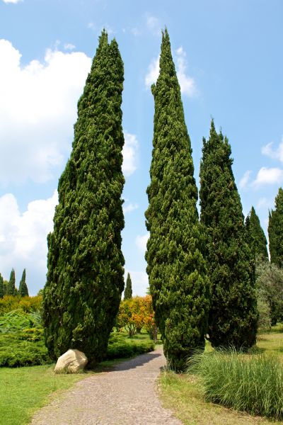 Cypress Tree Removal in Santa Maria