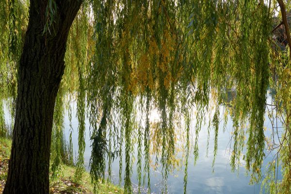 Willow Tree Removal in Santa Maria