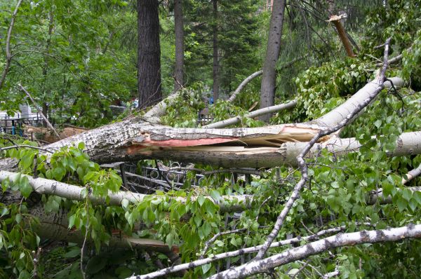 Cost of Birch Tree Removal in Santa Maria