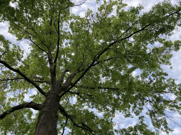 Oak Tree Removal in Santa Maria