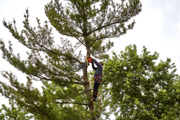 Pine Tree Removal in Santa Maria
