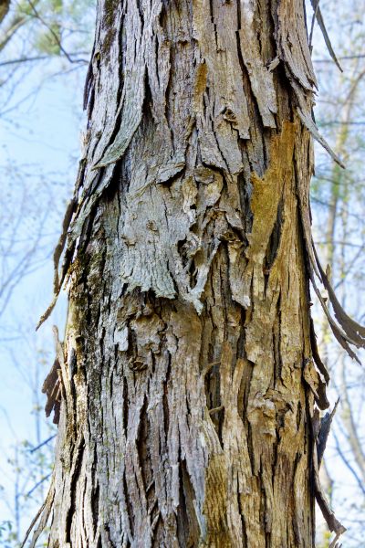 Cost of Hickory Tree Removal in Santa Maria
