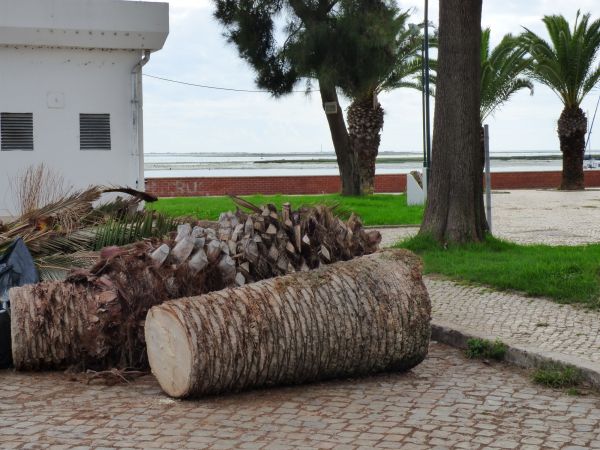 Palm Trees Removal in Santa Maria