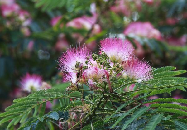 Cost of Mimosa Tree Removal in Santa Maria