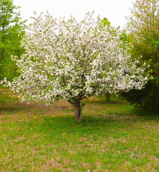 Cost of Dogwood Tree Removal in Santa Maria