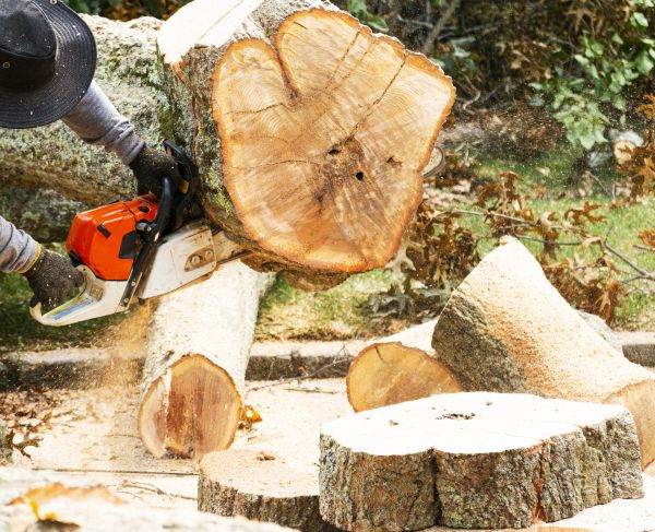 Tree Removal Service in Santa Maria