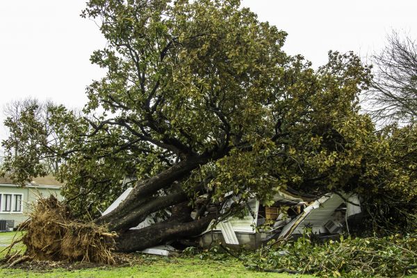 Fallen Tree Removal in Santa Maria