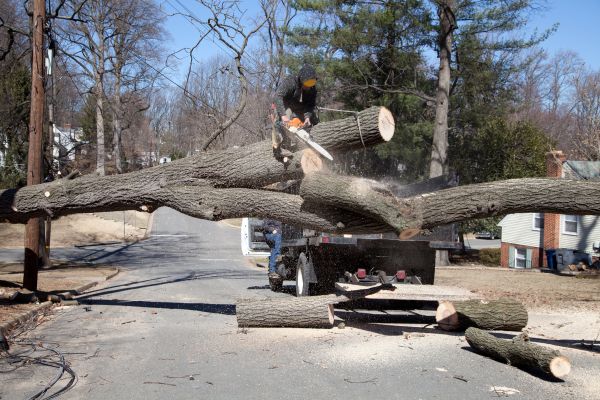 Residential Tree Removal in Santa Maria