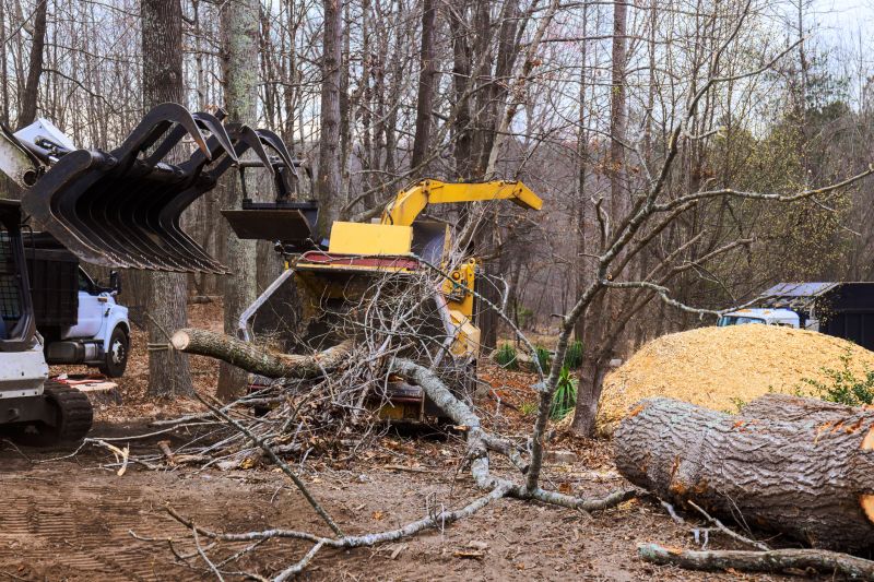 Tree Removal