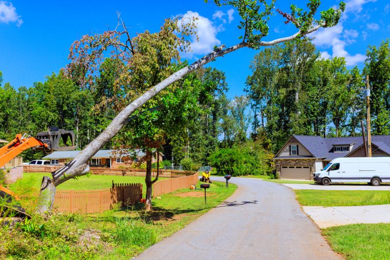 Apple Tree Removal