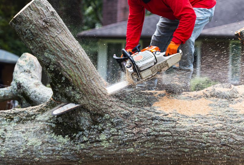 Cypress Tree Removal