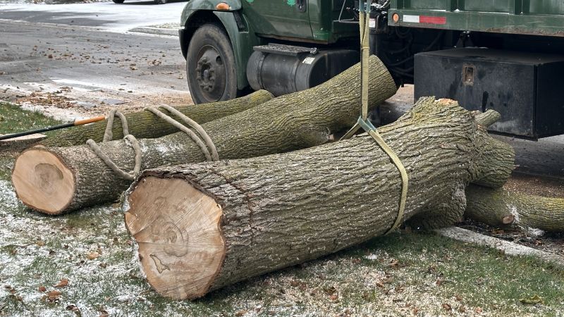 Small Tree Removal