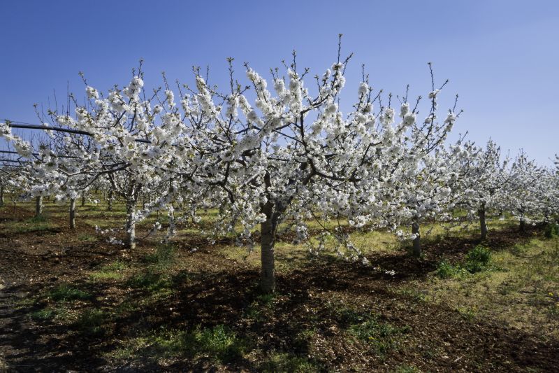 Spring Tree Removals
