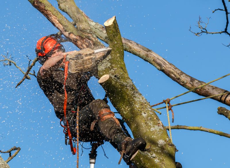 Safety Gear for Tree Removal