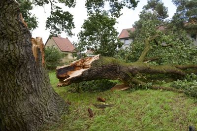 Finished Tree Removal
