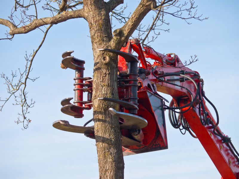 Tree Removal in Progress