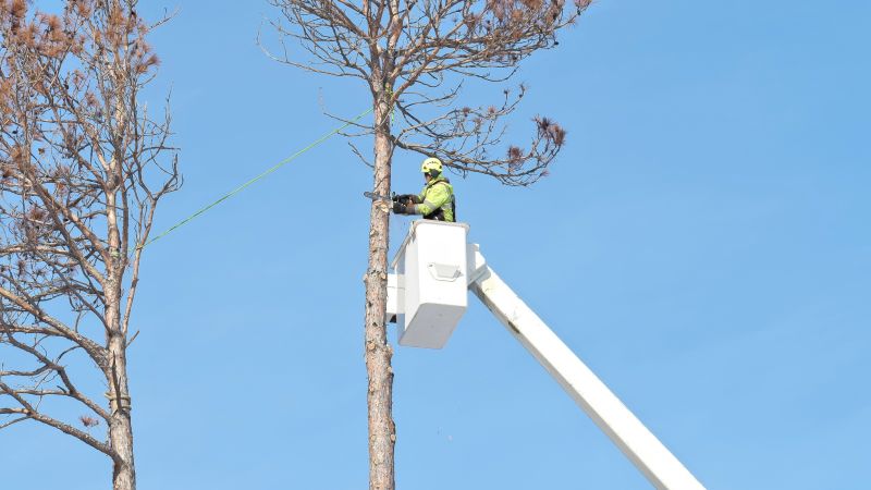 Pre-Removal Planning