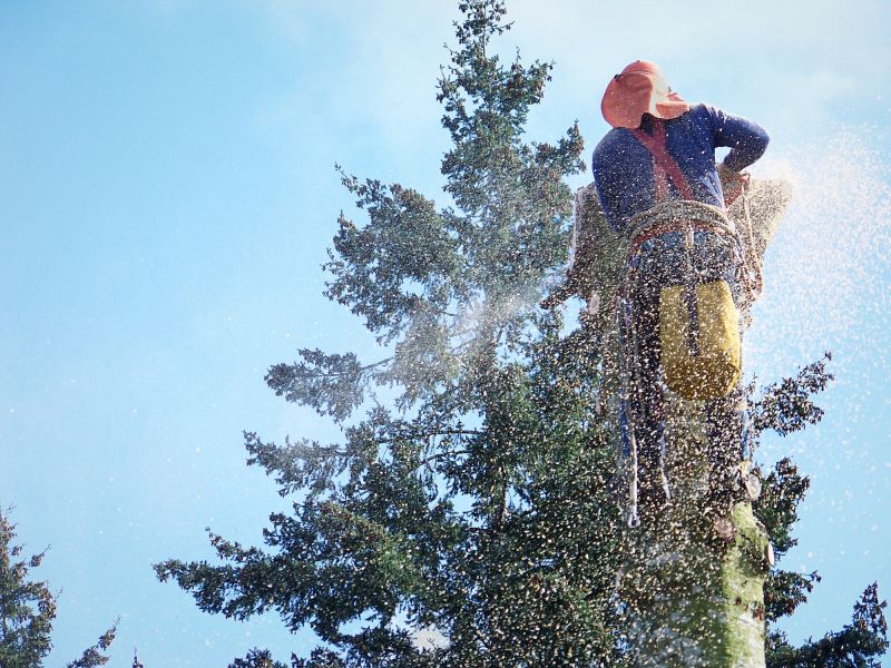 Willow Tree Removal